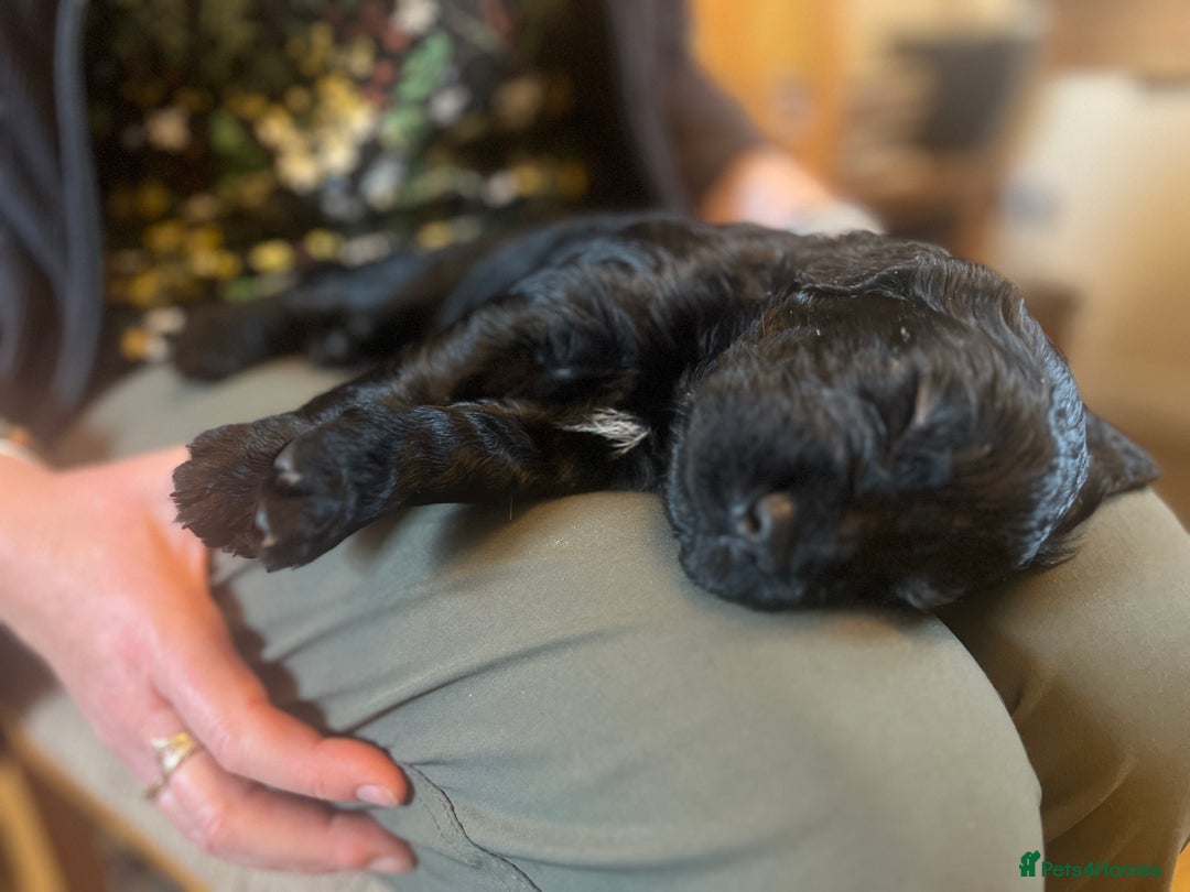 Cocker Spaniel dogs for sale: Gamekeeper bred working cockers - Image 6