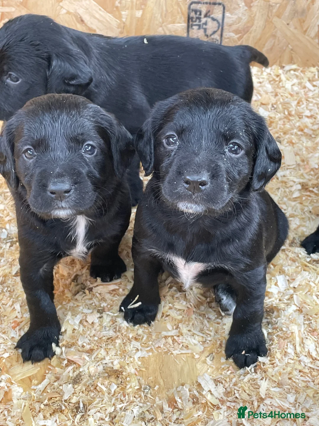 Mixed Breed dogs for sale: Sprockerdor puppies for sale - Advert 1