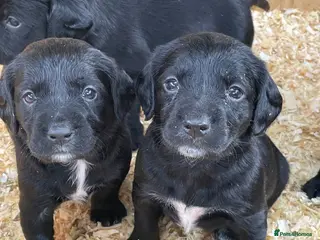 Mixed Breed dogs Sprockerdor puppies for sale - Advert 8