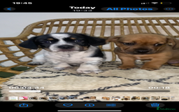 Mixed Breed dogs for sale: French Bull Weiner dogs 6 weeks old  - Image 2