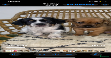 Mixed Breed dogs - Advert 10