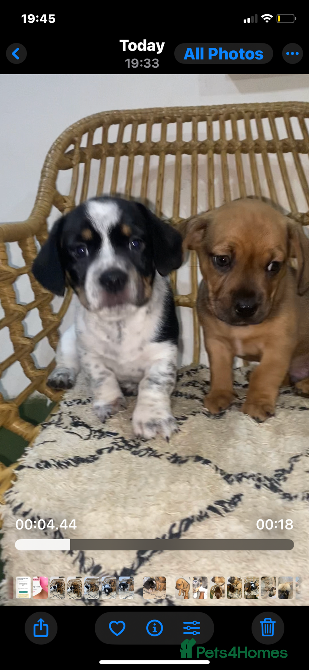 Mixed Breed dogs for sale: French Bull Weiner dogs 6 weeks old  - Image 2
