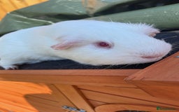 Guinea Pig rodents for sale: Male guinea pig / cheerful and massive foodie - Image 2