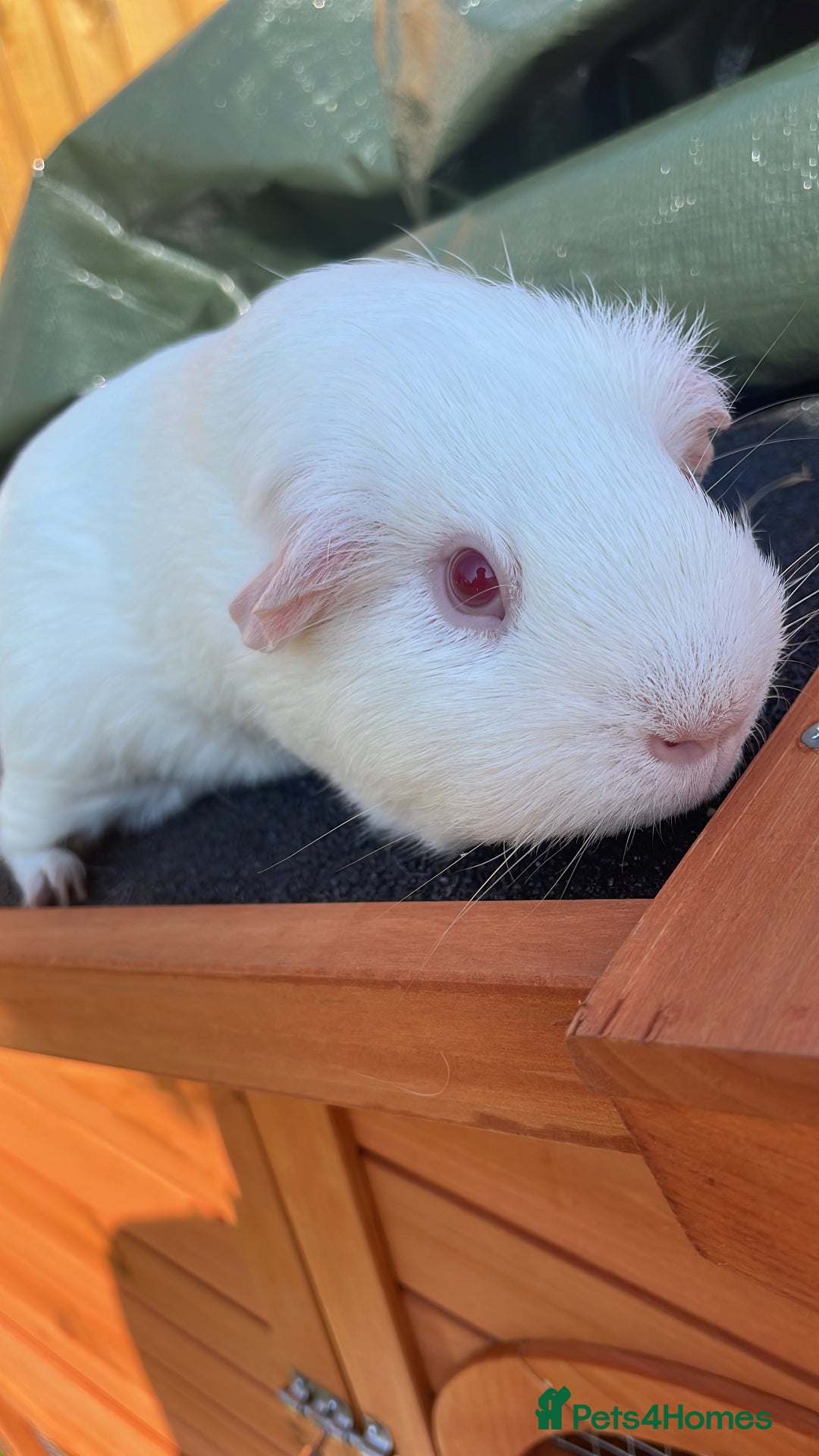 Guinea Pig rodents for sale: Male guinea pig / cheerful and massive foodie - Image 2