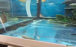 Plecos fish for sale: Plecos - Image 1