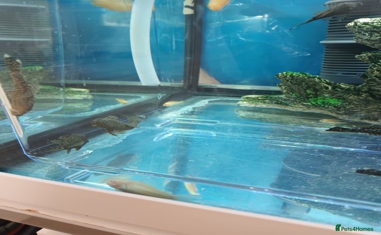 Plecos fish - Advert 1