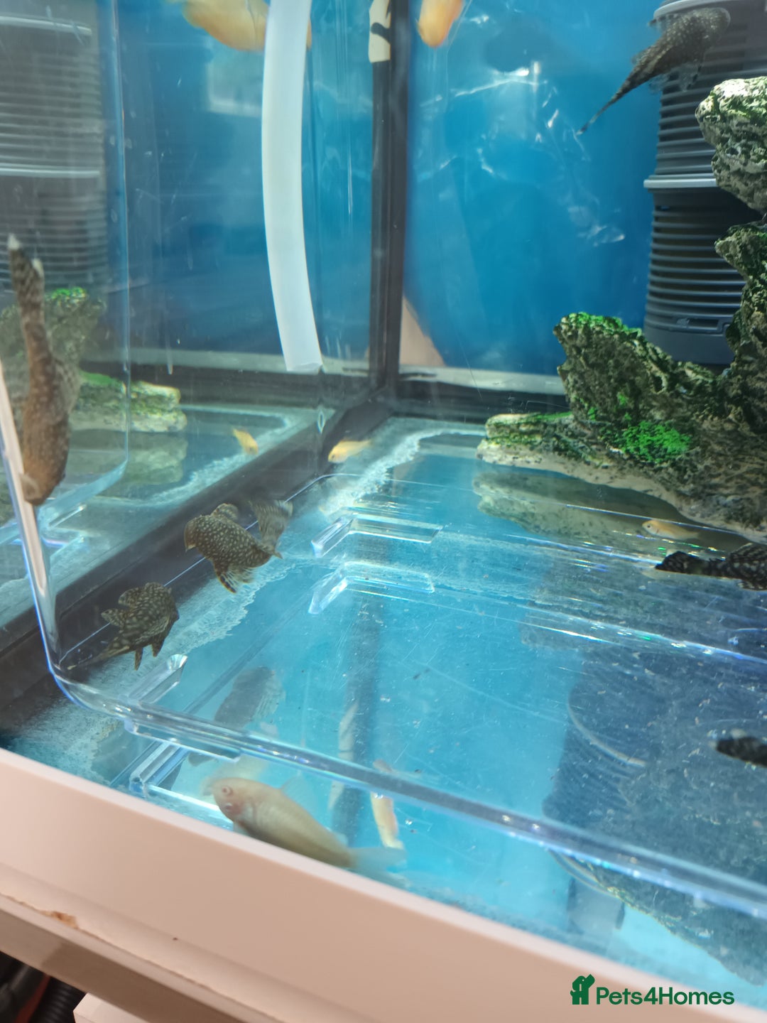 Plecos fish for sale: Plecos - Image 1