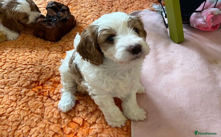 Cavapoo dogs - Advert 5