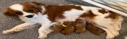 Cavapoo dogs for sale: Stunning Red Cavapoo Puppies - Advert 6