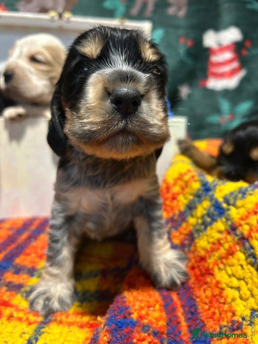 Cocker Spaniel dogs for sale: Kc Reg Cocker Spaniels parents DNA Clear  - Advert 8