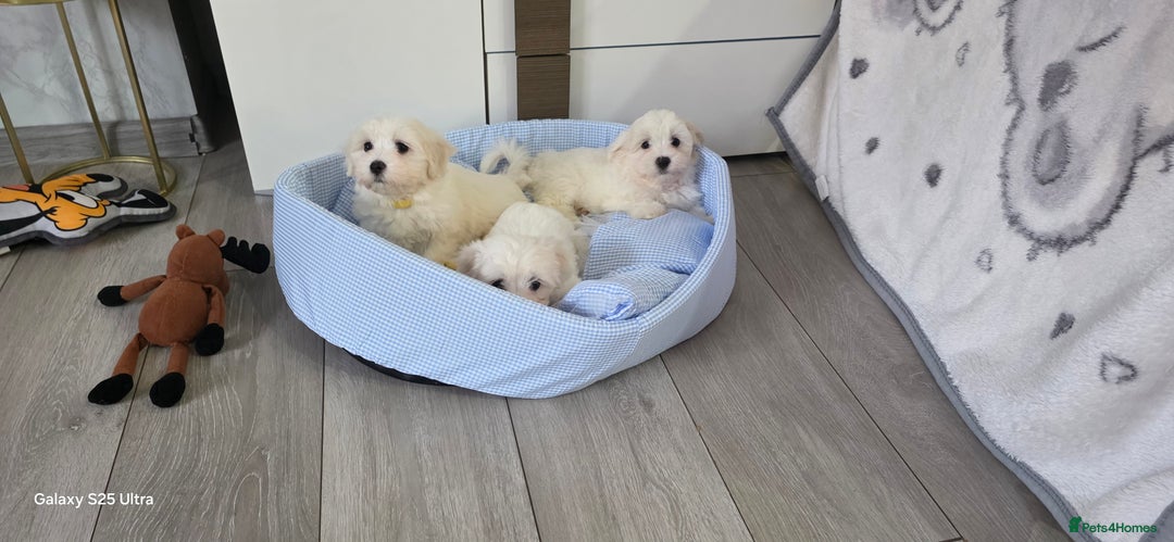 Maltese dogs for sale: Lovely Maltese Puppies - Image 19
