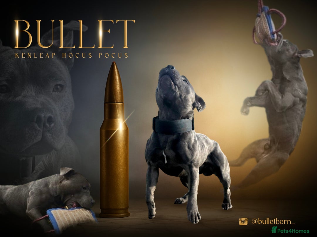 Staffordshire Bull Terrier dogs for stud: Elite Staffy Bullet - Advert 2