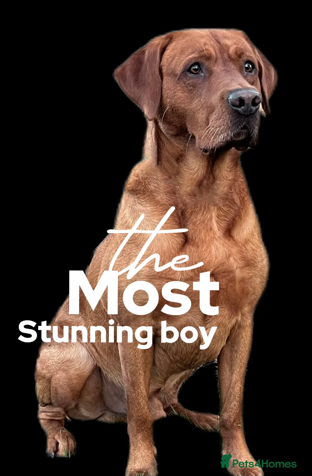 Labrador Retriever dogs for stud: PROVEN & FULLY HEALTH TESTED KC Dark Fox Red Stud  in York - Advert 11