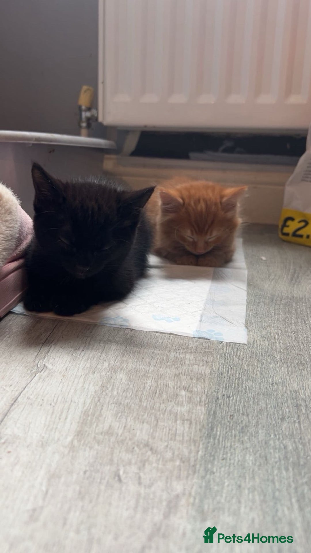 Mixed Breed cats for sale: Kittens for sale - read description for prices.  - Image 2
