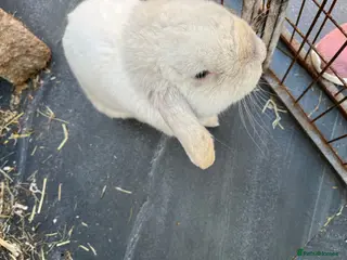 Mini Lop rabbits Early Spring Babies - Advert 1