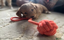 Mixed Breed dogs for sale:  Cockerainan   - Image 14