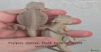 Bearded Dragon reptiles - Advert 10