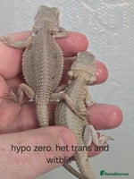 Bearded Dragon reptiles - Advert 2