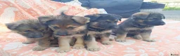 German Shepherd dogs for sale: German shepherd puppies  - Advert 8