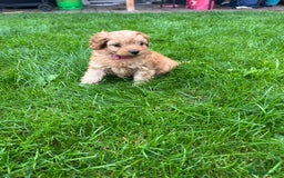 Cockapoo dogs for sale: F1b Cockapoo Puppies Ready Soon for Loving Homes - Image 26