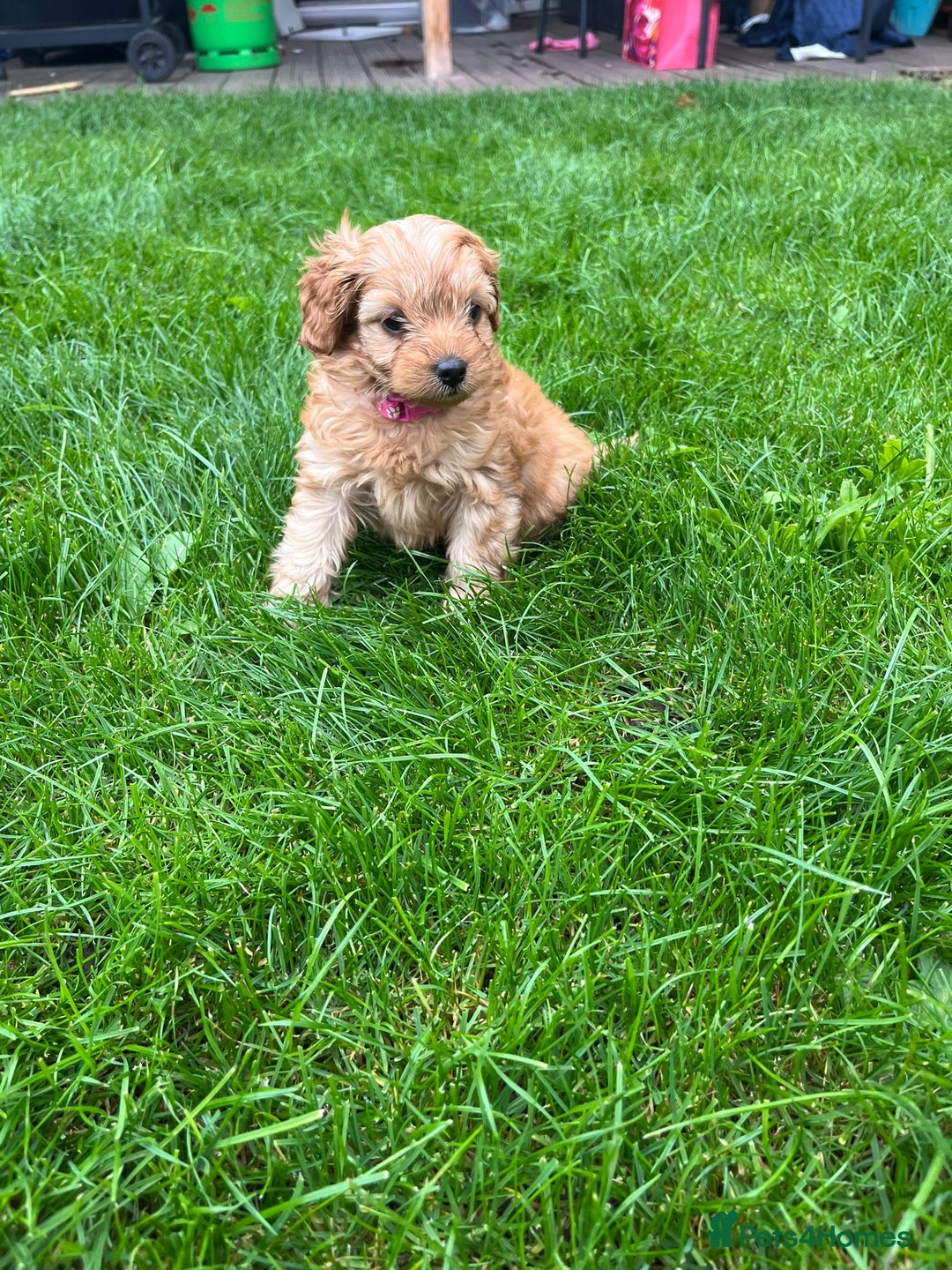 Cockapoo dogs for sale: F1b Cockapoo Puppies Ready Soon for Loving Homes - Image 26