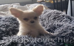 Chihuahua dogs for sale: READY NOW!! Kc Long Coat Chihuahua Boy Top Lines. - Image 9