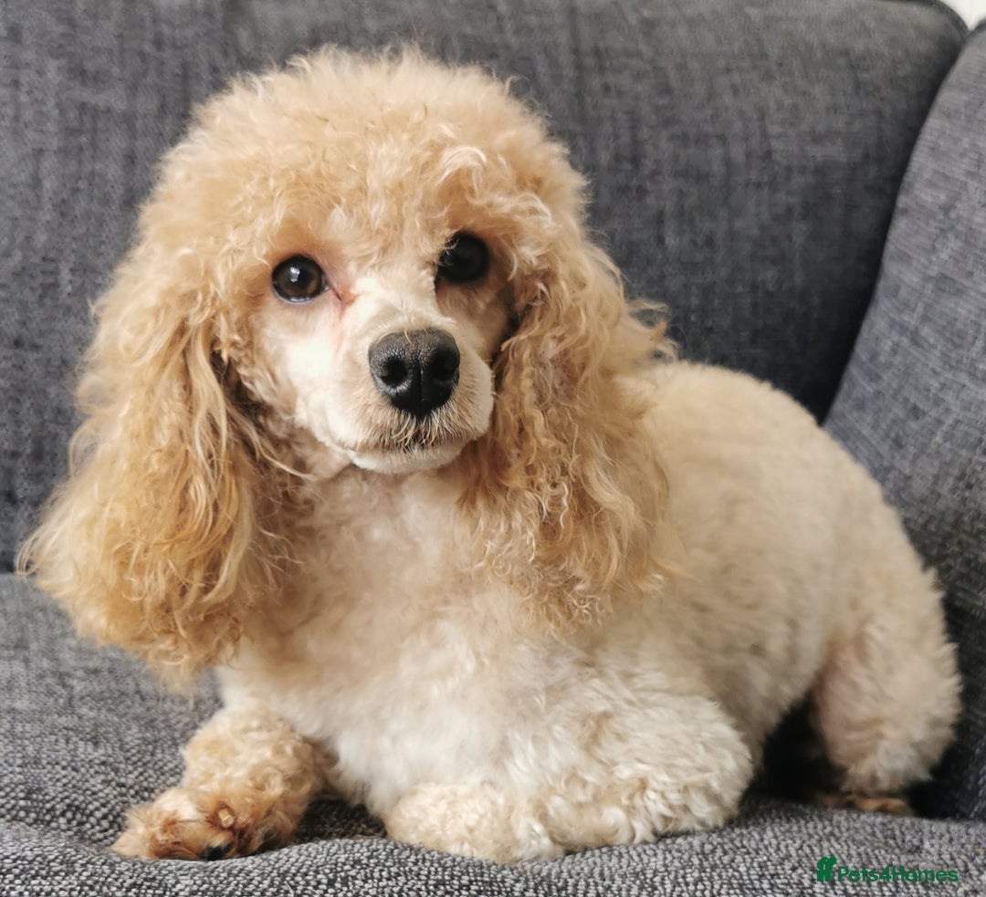 Toy Poodle dogs for sale: Fabulous KC health tested toy poodles  - Image 7