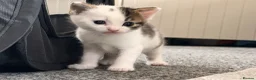 Mixed Breed cats for sale: Arabian/Ragdoll Cross Kittens for sale.  - Advert 3