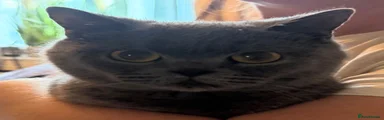 British Shorthair 2