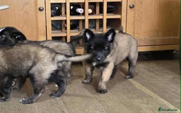 Mixed Breed dogs for sale: Belgian malinois x German shepherd puppies - Image 28