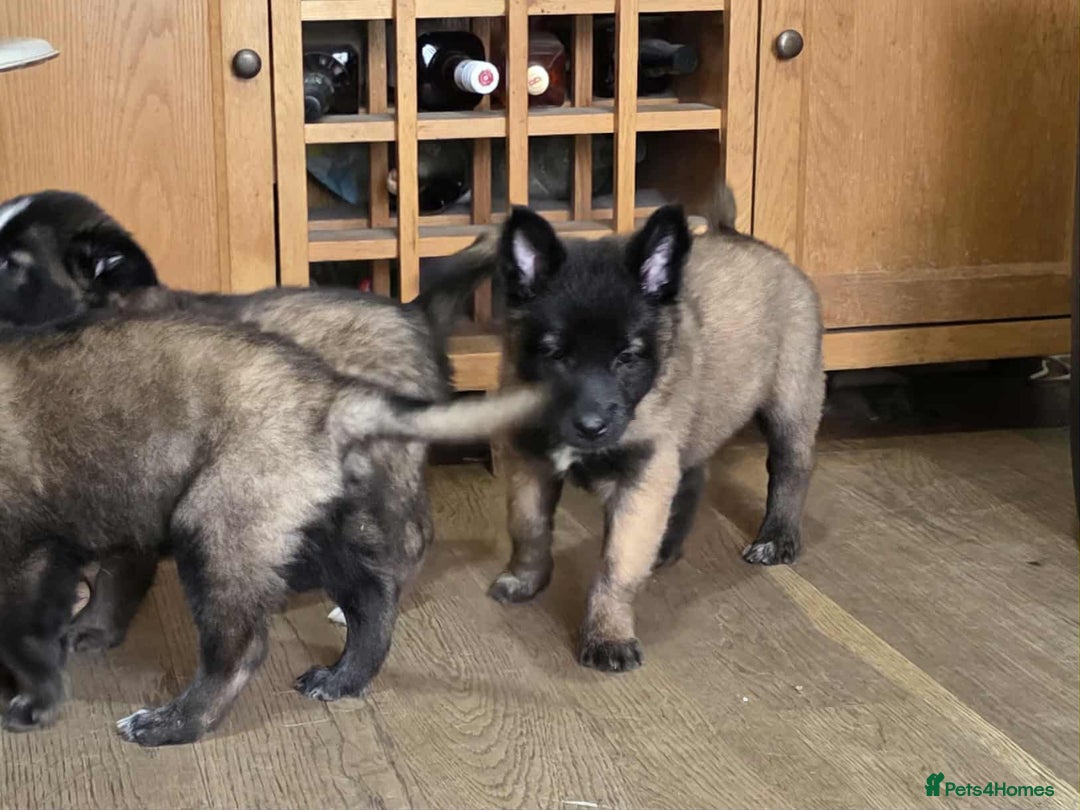Mixed Breed dogs for sale: Belgian malinois x German shepherd puppies - Image 28