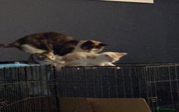 Mixed Breed cats for sale: 2 playful, confident kittens ready for new home  - Advert 1