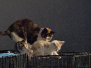 Mixed Breed cats for sale: 2 playful, confident kittens ready for new home - Advert 1