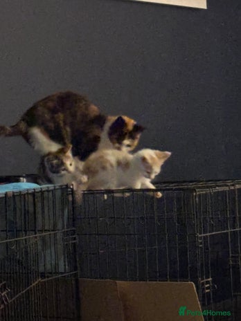 Mixed Breed cats 2 playful, confident kittens ready for new home - Advert 1