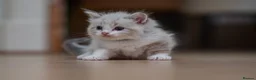Ragdoll cats for sale: Beautiful Ragdoll Kittens Looking for Loving Home - Advert 5