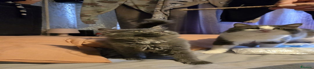 Maine Coon Kitten 2