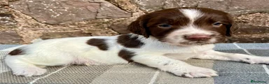 English Springer Spaniel 1