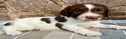 English Springer Spaniel dogs for sale: With an OFF SWITCH springers - Advert 21