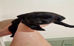 Labrador Retriever dogs for sale: KC Registered Black Lab (1 Girl, 1 boy remaining) - Image 25