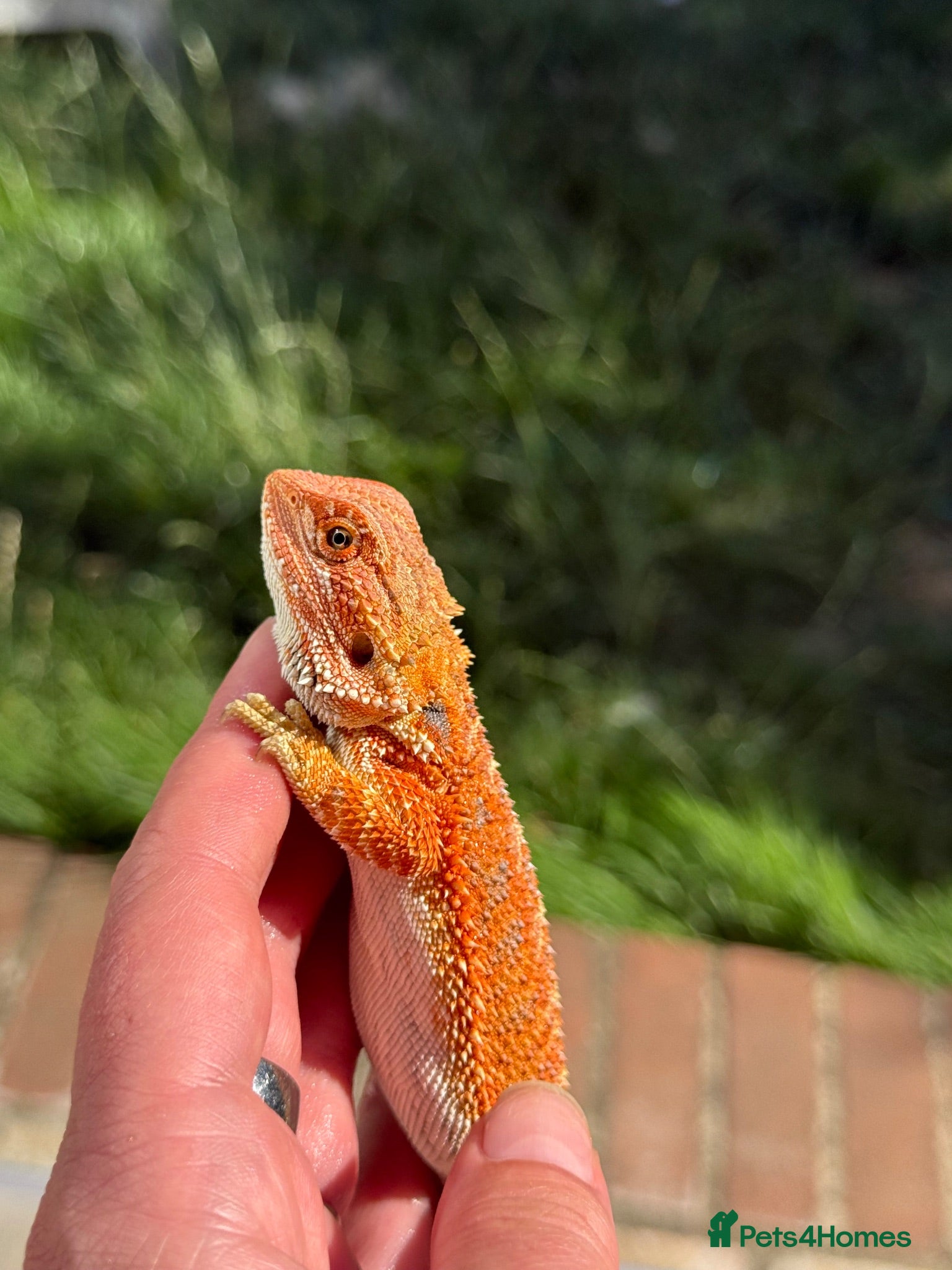Bearded Dragon reptiles Red bearded dragon babies - ready for collection! - Advert 1