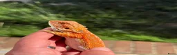 Bearded Dragon reptiles for sale: Red bearded dragon babies - ready for collection! in London - Advert 1