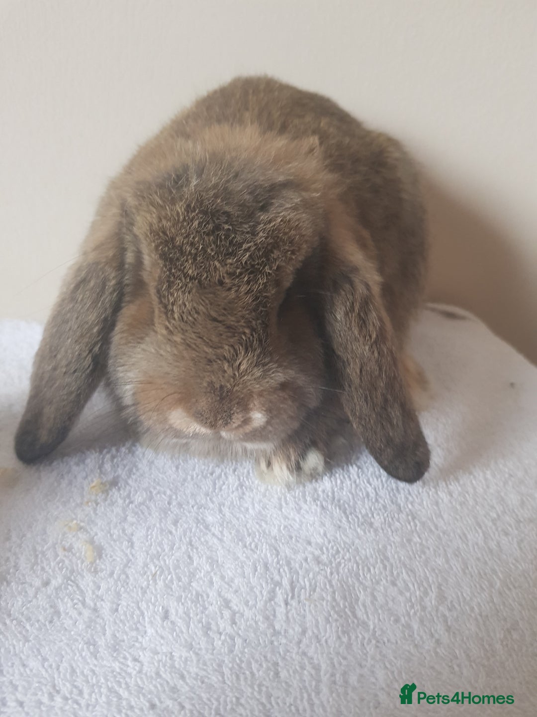 German Lop rabbits for sale: Baby German Lop Rabbits - Advert 3