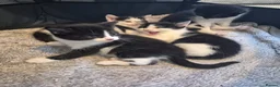 Mixed Breed cats for sale: Gorgeous mixed Breed kittens  - Advert 7