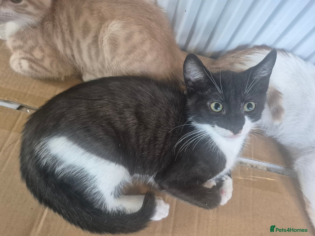 Mixed Breed cats for sale: 3 male kittens - Image 4