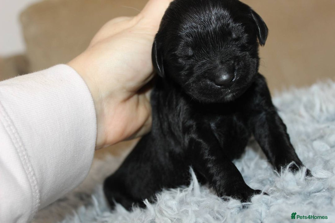 Goldendoodle dogs for sale: F1 Goldendoodle black Puppies - Advert 29