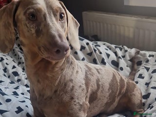 Dachshund dogs in Wolverhampton - Advert 2