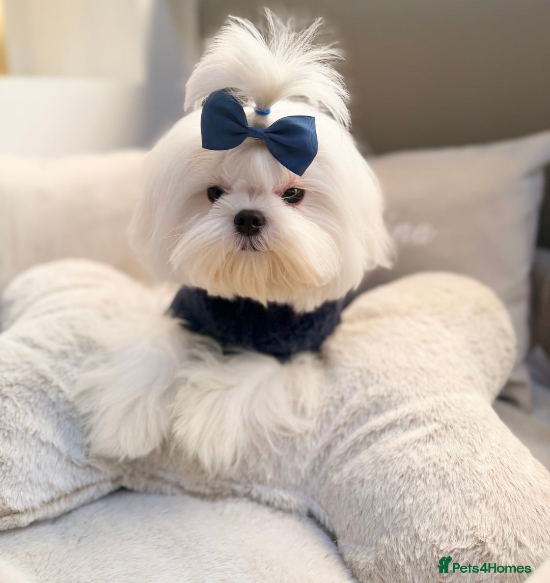 Maltese dogs for sale: Beautiful 6 month old Maltese Puppy Ready Now - Advert 33