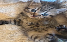 British Longhair cats for sale: British Longhaired mix - Image 3