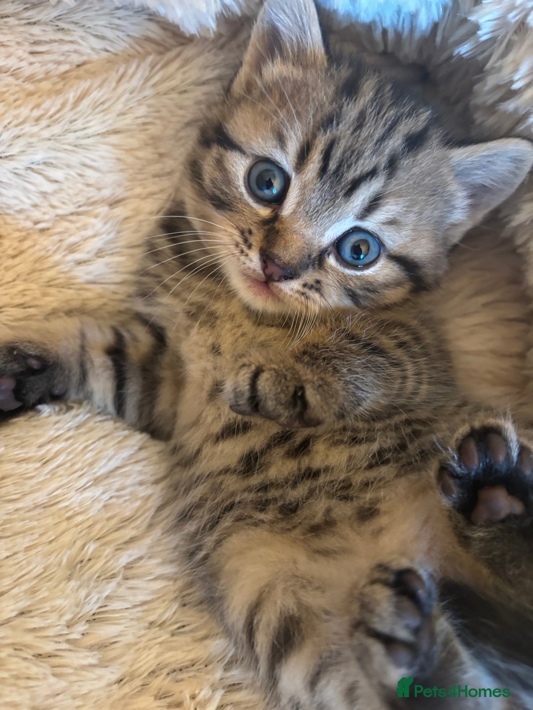 British Longhair cats for sale: British Longhaired mix - Image 3