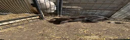 Mini Lop rabbits for sale: Rabbits  - Advert 1
